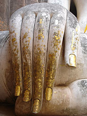 Buddha's_hand